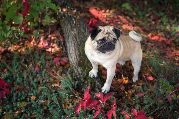 秋の美しい公園で閉じるモップの肖像画 — ストック写真