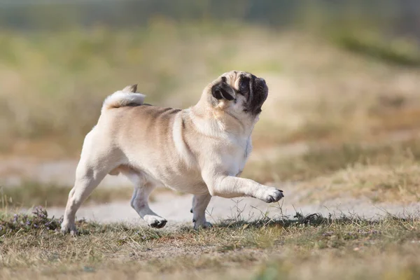 Mops Correr Rápido Campo Outono — Fotografia de Stock