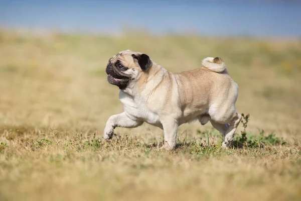 Mops Run Fast Fall Field — Stock Photo, Image