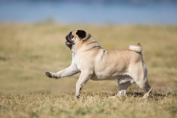 Mops Run Fast Fall Field — Stock Photo, Image