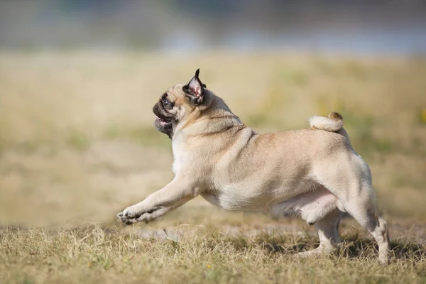 Mops Correr Rápido Campo Outono — Fotografia de Stock