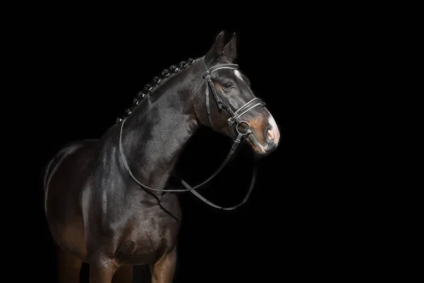 Häst Porträtt Betsel Isolerat Svart Bakgrund — Stockfoto