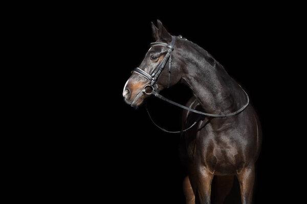 Конский портрет в уздечке на черном фоне

