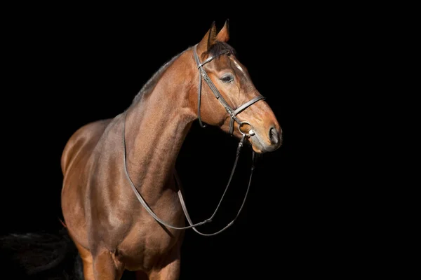 Retrato Cavalo Freio Isolado Sobre Fundo Preto — Fotografia de Stock