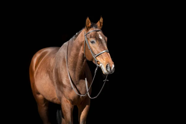 Koňský Portrét Nečinné Izolaci Černém Pozadí — Stock fotografie