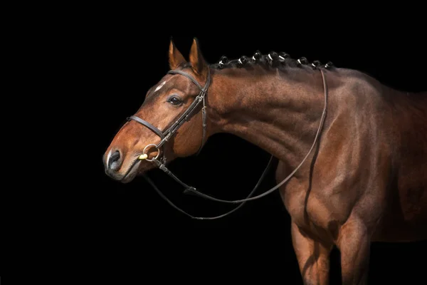 Portrait Cheval Bride Isolé Sur Fond Noir — Photo