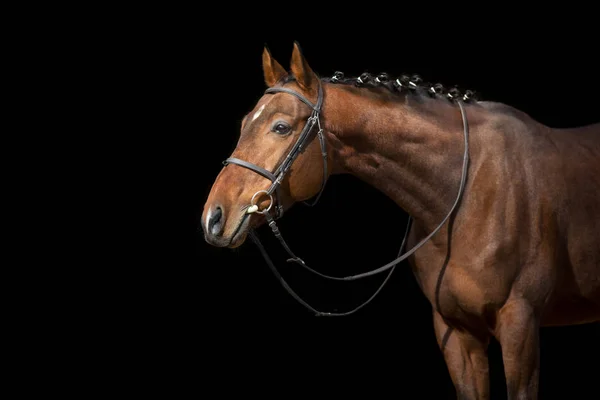 Portret Konia Wyłapie Czarnym Tle — Zdjęcie stockowe