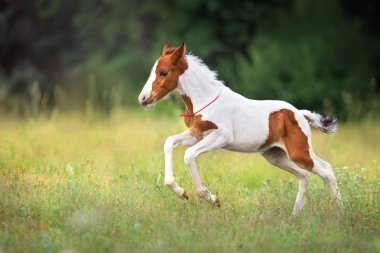 Pinto tayı çayırda dörtnala koşar.