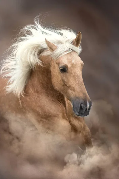 Palomino Horse Long Mane Portrait Motion Desert Sandy Dust — Stock Photo, Image