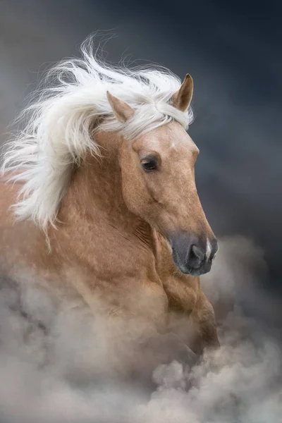 Cavalo Palomino Com Longo Retrato Crina Movimento Deserto Poeira Arenosa — Fotografia de Stock