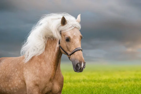 Palomino Häst Med Lång Man Porträtt Rörelse — Stockfoto