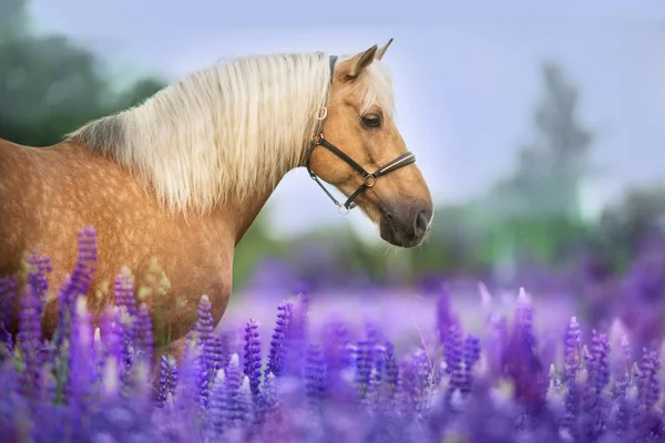 Palomino Häst Med Lång Mane Lupine Blommor Vid Solnedgången — Stockfoto