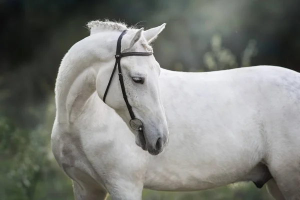 Cavalo Branco Freio Livre — Fotografia de Stock