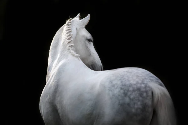 Retrato Cavalo Branco Isolado Sobre Fundo Preto — Fotografia de Stock
