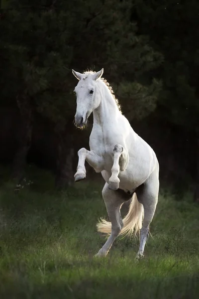 Caballo Blanco Criándose Luz Del Sol — Foto de Stock