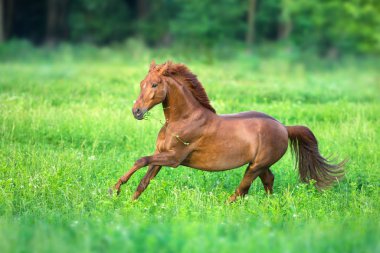 Bahar yeşili tarlasında koşan kırmızı at