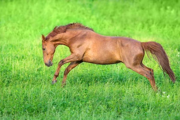 春の緑のフィールドで赤い馬のフリーラン — ストック写真