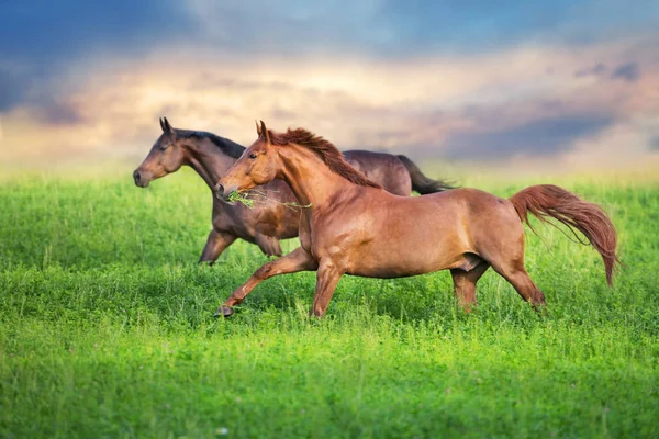 Bay Red Horse Run Gallop Spring Green Meadow — ストック写真