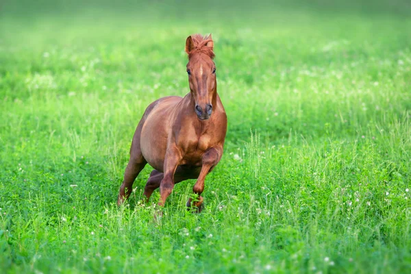 春の緑のフィールドで赤い馬のフリーラン — ストック写真