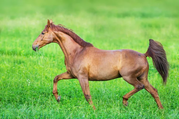 春の緑のフィールドで赤い馬のフリーラン — ストック写真