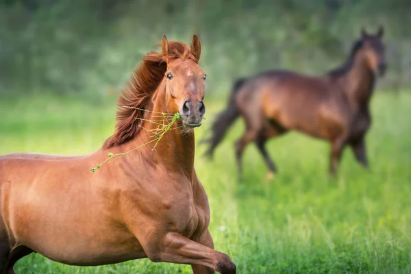 Caballo Rojo Cerca Retrato Movimiento — Foto de Stock