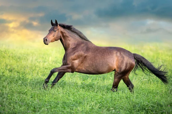 Caballo Bahía Galopar Pasto Verde Contra Cielo Puesta Del Sol — Foto de Stock