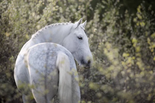 Retrato Cavalo Branco Paisagem Flor Primavera — Fotografia de Stock