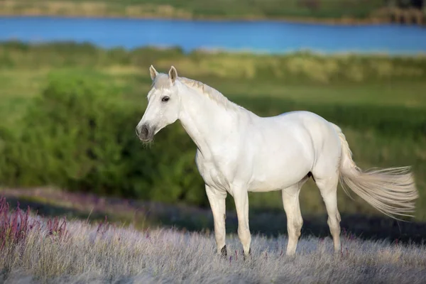 White Stallion Standing Stipa Grass — Stock Photo, Image