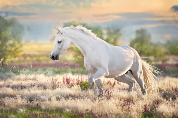 Bianco Bel Cavallo Libero Correre Erba Stipa — Foto Stock