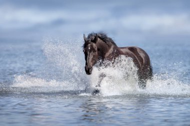 Black beautiful stallion run gallop in water with splash