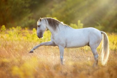 Horse standing in field at sunlight