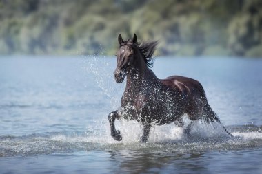 Black beautiful stallion run gallop in water with splash