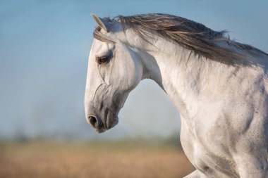 Hareketli uzun yeleli beyaz at.