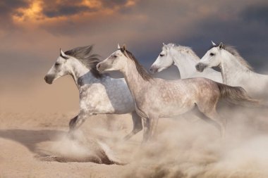 White  horse herd  galloping on sandy dust
