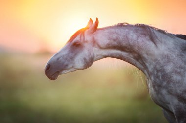 Gündoğumu ışık gri aygır resme