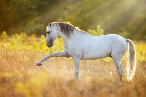 Caballo Parado Campo Luz Del Sol —  Fotos de Stock