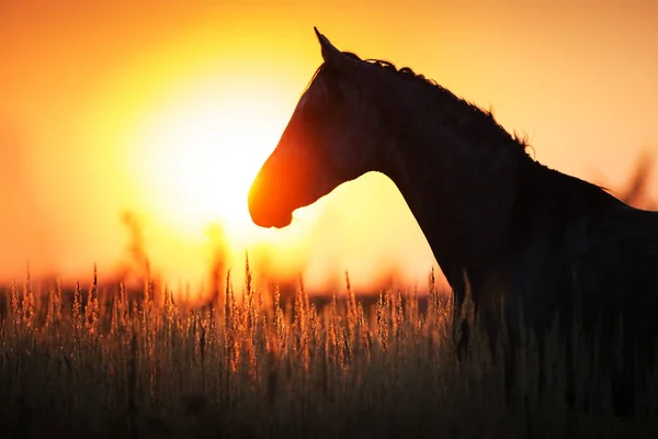 Grey Stallion Portrait Sunrise Light — Stock Photo, Image