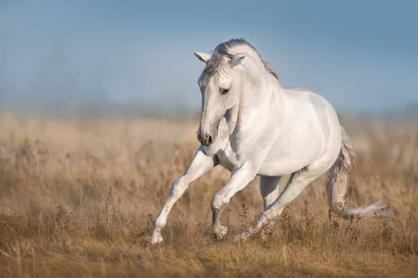 Caballo Blanco Lusitano Correr Campo Otoño — Foto de Stock