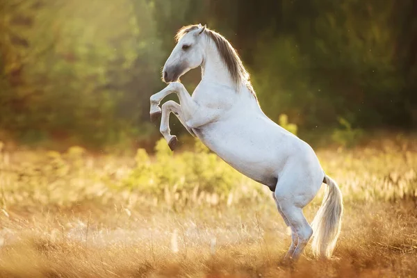 Bílý Kůň Vzpínající Slunci Venku — Stock fotografie