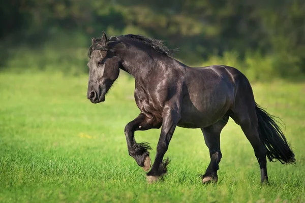 Frisian Horse Free Run Green Grass — Stock Photo, Image