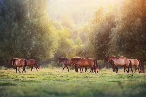 Manada Caballos Corren Luz Del Sol Con Polvo Los Pastos — Foto de Stock