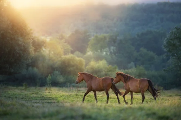 Horse Herd Run Sunlightwith Dust Summer Pasture — Stock Photo, Image