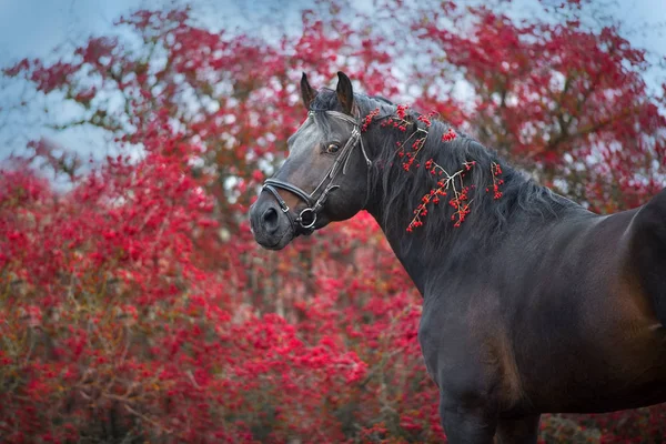 Portrait d'étalon de baie en automne paysage — Photo