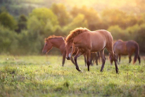 Pferdeherde Läuft Sonnenlicht Mit Staub Auf Sommerweide — Stockfoto