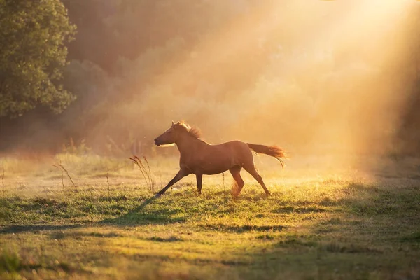 Horse Galloping Sunlightwith Dust Summer Pasture — Stock Photo, Image