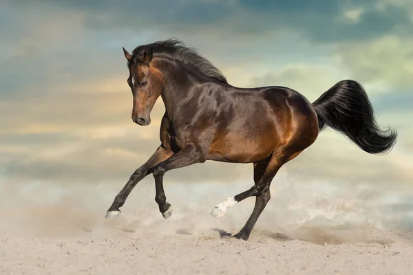 海湾的种马在大背景下在沙漠的尘土中奔跑 — 图库照片
