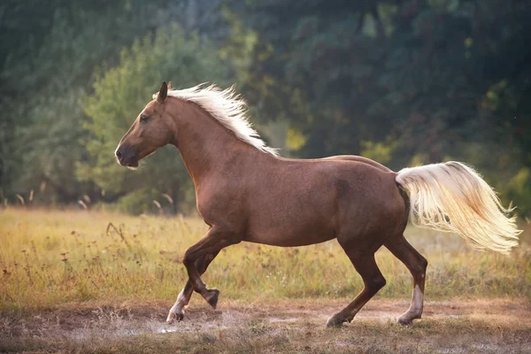 Palomino Horse Běžet Tryskem Venkovní — Stock fotografie