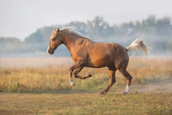 Palomino Horse Run Gallop Morning Fog — Stock Photo, Image