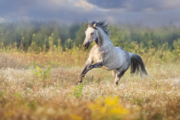 Corrida de cavalos no campo de camomila — Fotografia de Stock