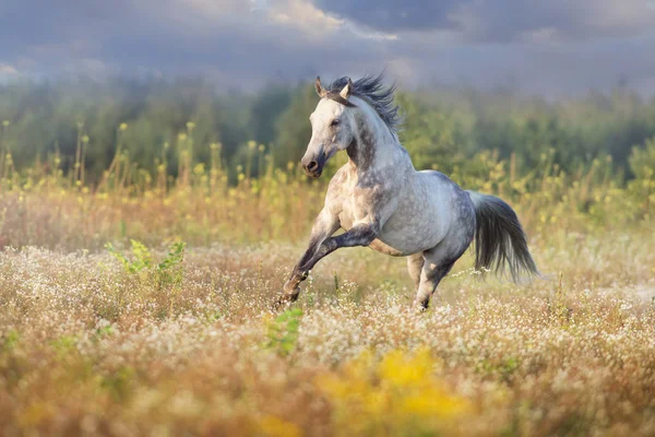 Carrera de caballos en el campo de manzanilla — Foto de Stock